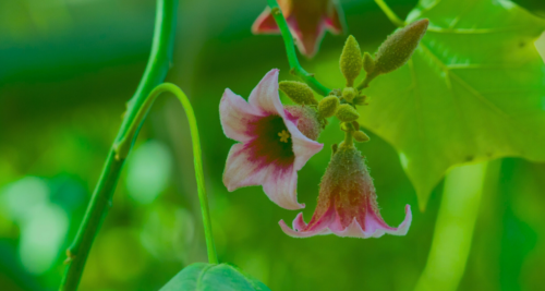 Orto in fiore: il percorso di Primavera | aprile e maggio 2025